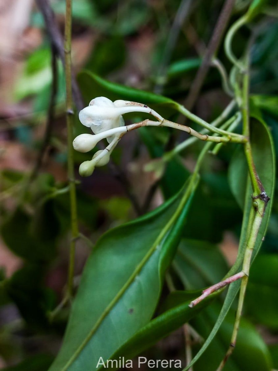 Doona zeylanica Thwaites(Thwaites) P.S.Ashton